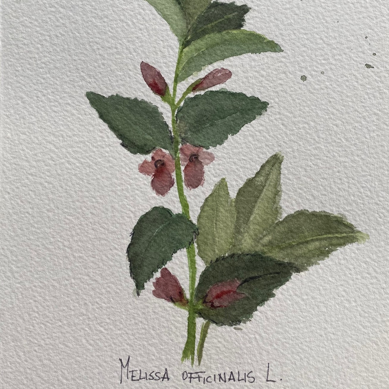 Acuarela original Planta de la melisa