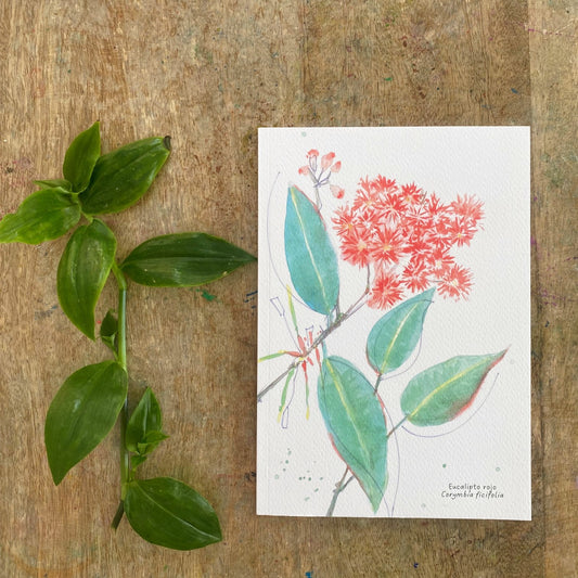 Cuaderno con diseño a la acuarela Flor del eucalipto