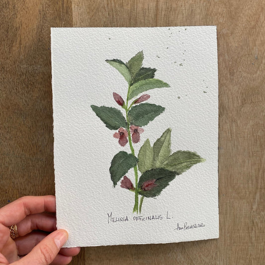 Acuarela original Planta de la melisa